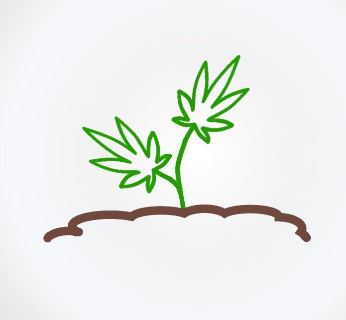 Wie gut ist Hanföl für die Haut und was ist eigentlich CBD Öl? - Blanda Beauty
