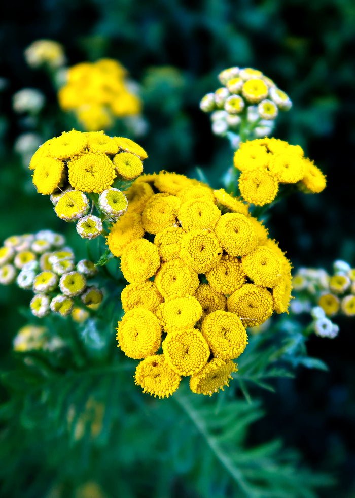 Miracle Plant Blue Tansy - Blanda Beauty