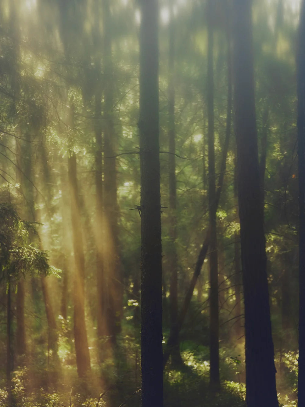 Sonnenstrahlen zwischen hohen Bäumen – schwedische Waldlandschaft als Inspiration für L:A Bruket Övernatur