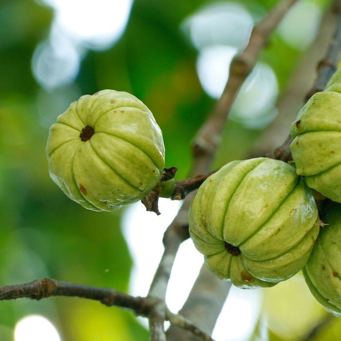 Happy Belly Powder Carcina Cambogia