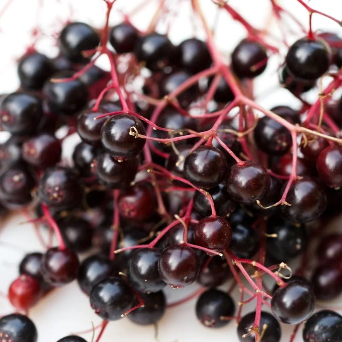 Black Elderberry Syrup: - Berries