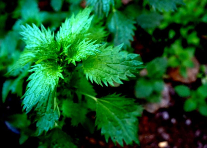 Breathe:  Tea 57 g Nettle