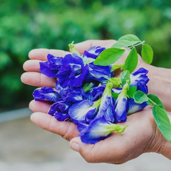 Schmetterlingserbsenblüten - Superfood