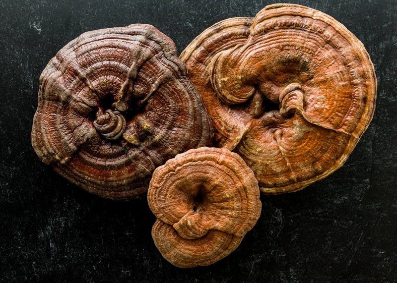 Reishi: Spirit Super Tonic  - Reishi Pilz
