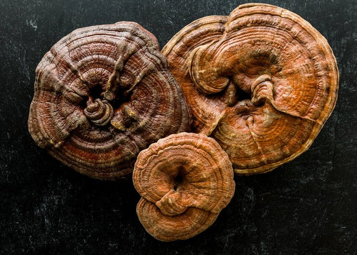 Reishi: Spirit Super Tonic  - Reishi Pilz