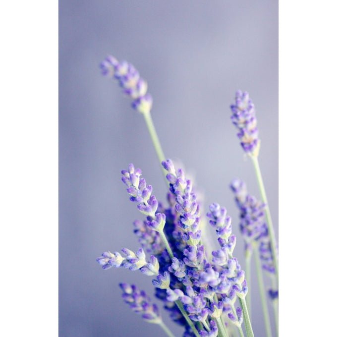Anima Mundi Relax Tonic mit Lavendel