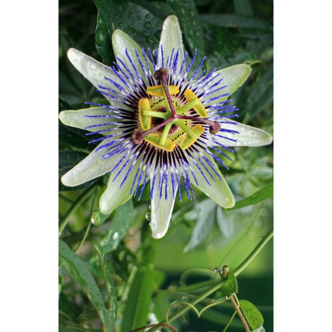 Anima Mundi Relax Tonic mit Passionsblume