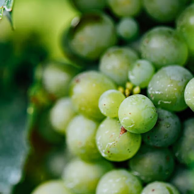 Vinanza Grape Traubenkernextrakt - antioxidativer Wirkstoff von Antipodes