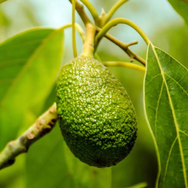 Avocadoöl in Lime Caviar Firming Cream - nährende Pflege