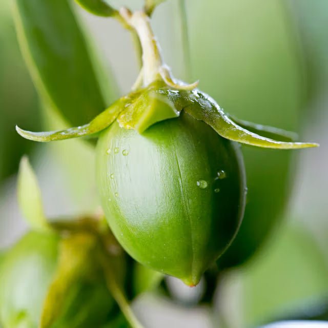 Jojoba Oil