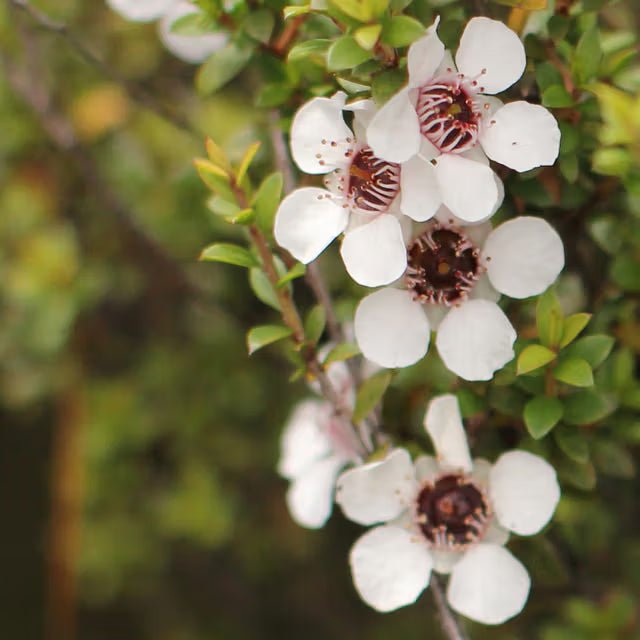 Manuka Flower Oil