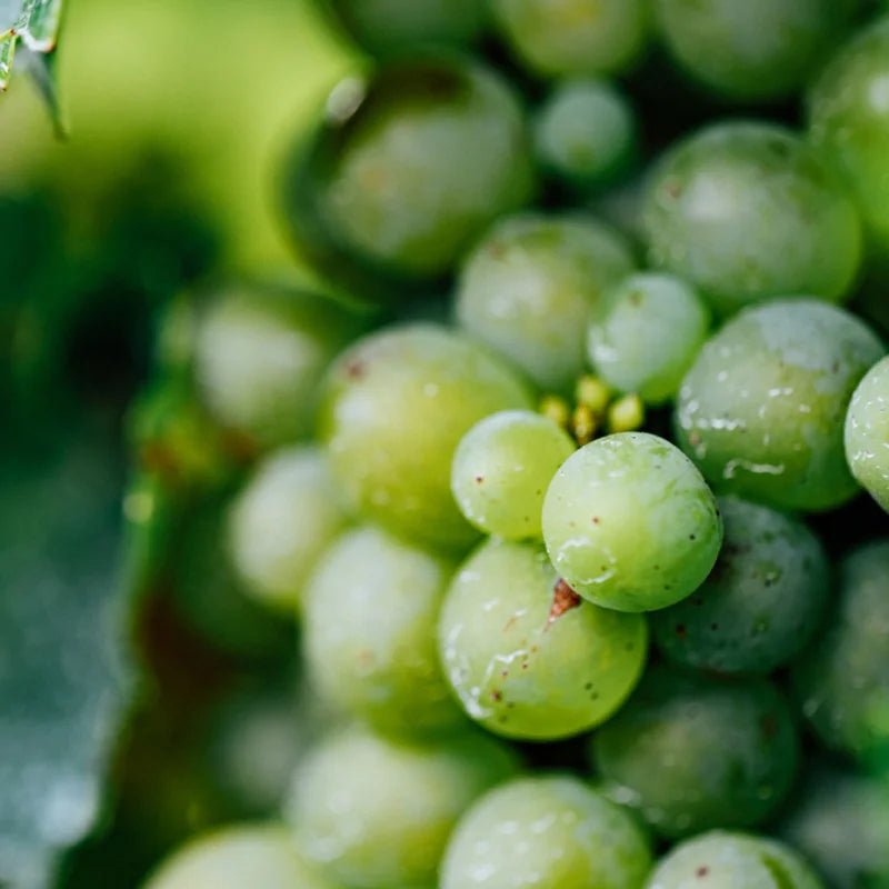 Vinanza Grape Traubenkernextrakt - antioxidativer Wirkstoff
