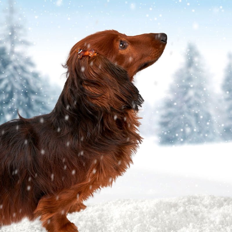 Coucou Suzette Dachshund Hair Clip - Dackel mit Haarclip