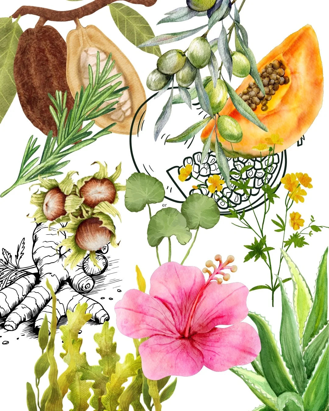 Illustration natürlicher Inhaltsstoffe: pflanzliche Rohstoffe als Symbol für Naturkosmetik