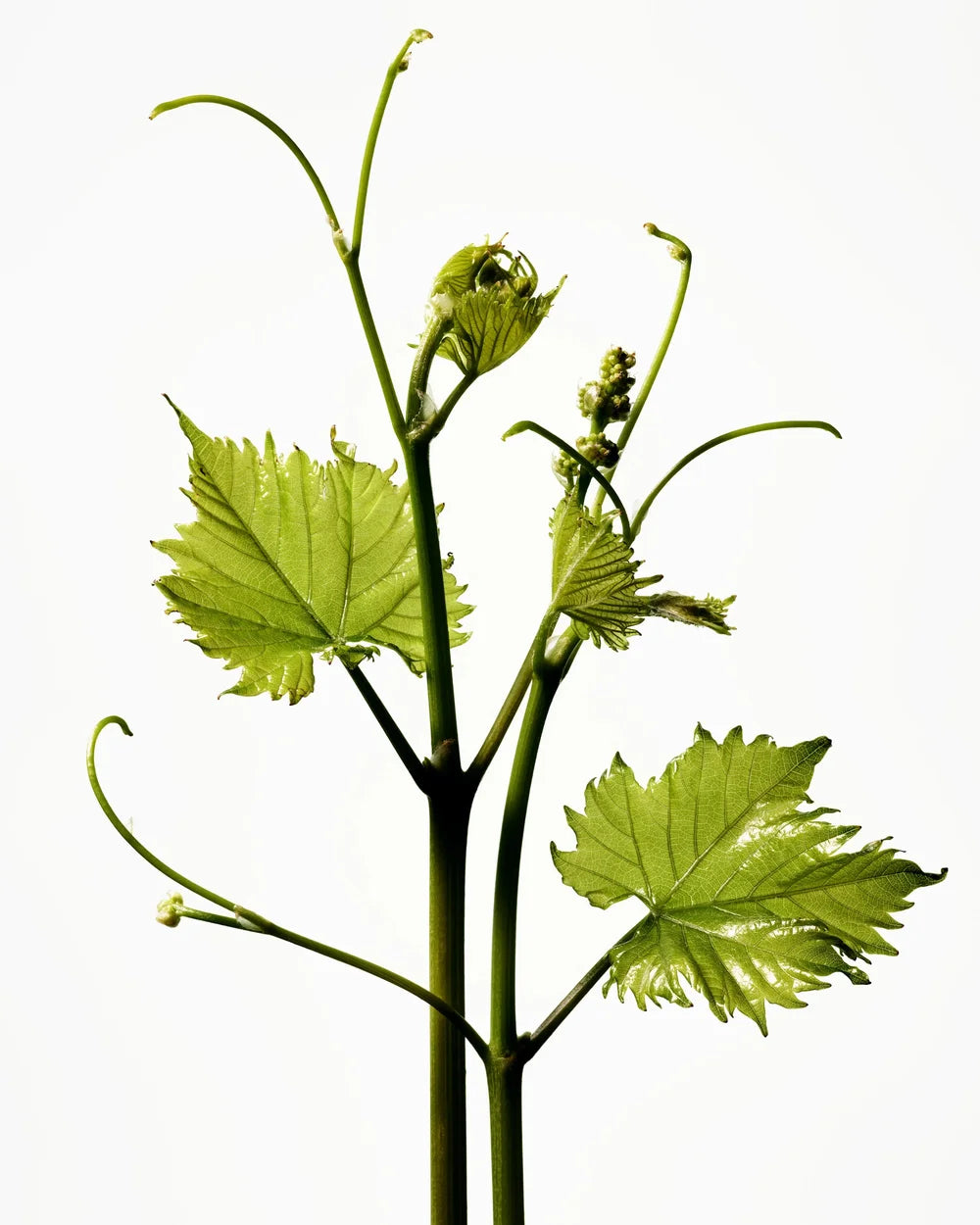 Manasi 7 Furora – botanische Gesichtspflege mit pflanzlichen Wirkstoffen und Präbiotika