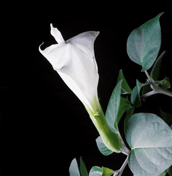 Angel's Trumpet Heretic Parfum – animierte Darstellung der Duftkomposition