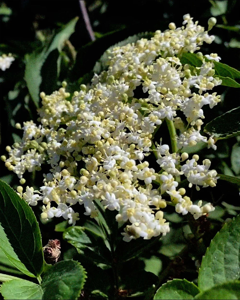 L:A Bruket 244 Elder Hand Cream mit Holunderblüte