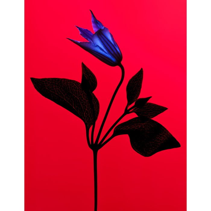 Manasi 7 Eye Glow Colour Abstact Flower
