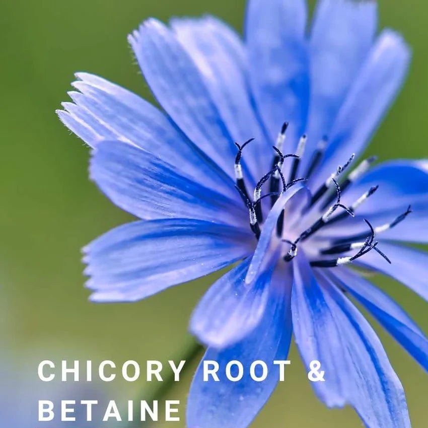 Exosomes | Gentle Bliss Gel Cleanser Chicory Root